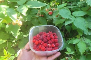 В апреле малине нужно как кислород: рассыпаем ведро под кусты, а летом ягод на всю толпу ИА SochiMedia