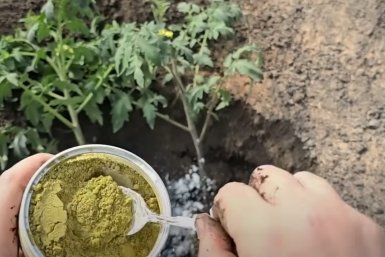 Сыпем 2 ложки в лунку - перцы сладкие и не болеют: с каждого куста по 20 кг скриншот видео с youtube-канала &quotСадоводство от Елены&quot (12+)