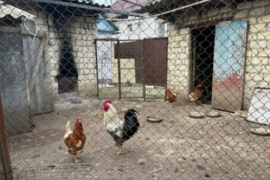 Кладу этот продукт в курятник – и куры несутся в 2 раза больше: по 200 яиц в год ИА SochiMedia