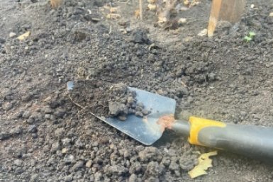 Сыплю рожь по грядкам – и почва на следующий год словно пушинка: защита от эрозии ИА SochiMedia