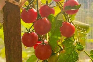 Сажаю только эти томаты. Они всегда самые вкусные и крупные: секрет зависти соседей Автора